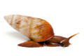 Pseudachatina connectens rollei Cameroon adult